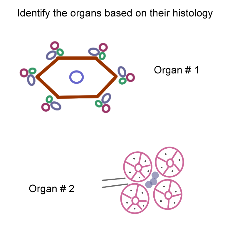 Biology 2404 A&P Basics